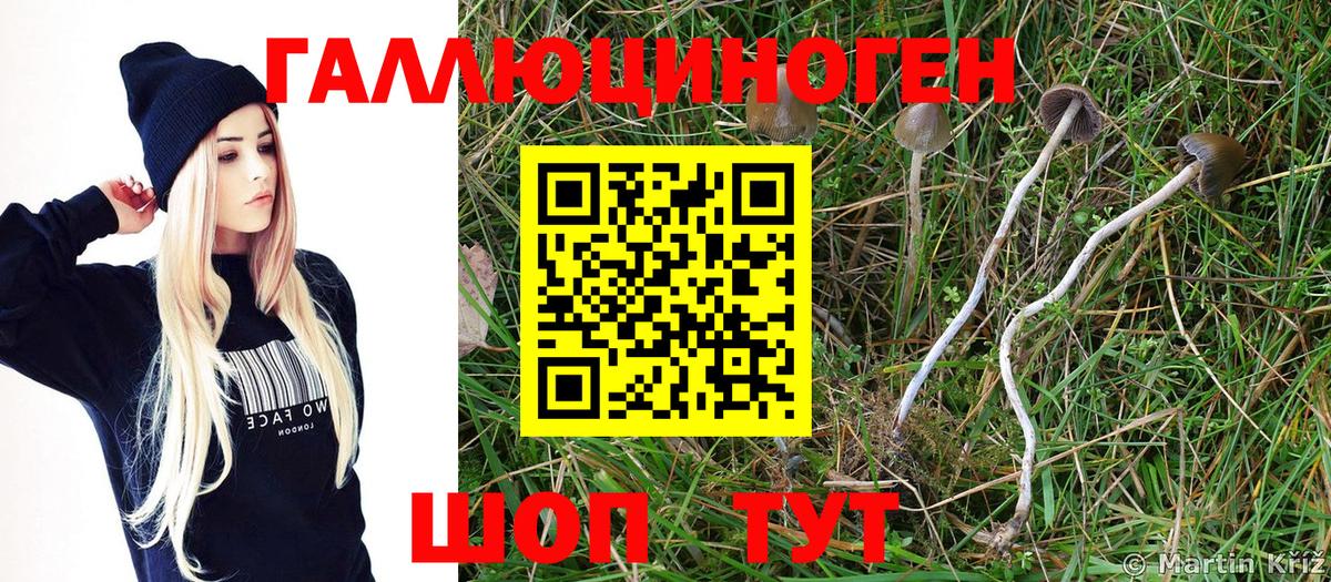 Псилоцибиновые грибы Psilocybe Калининград